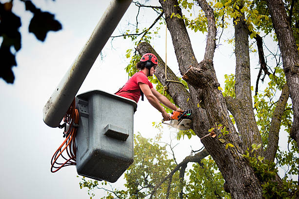 Best Tree Preservation Services  in Crowley, LA